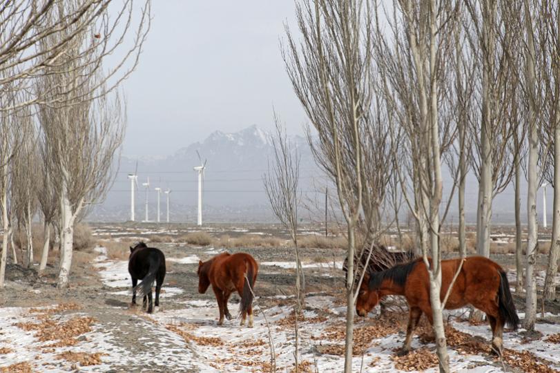 Dabancheng horses graze